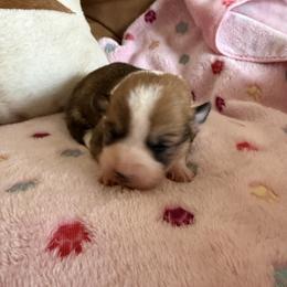 Juno 6 - White and red female Pembroke Welsh Corgi puppy in Jenkinsburg, Georgia from Red Elephant Farms