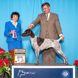 Dot - German Shorthaired Pointer