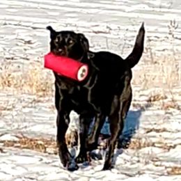 Labrador Retrievers from From the Oak Field