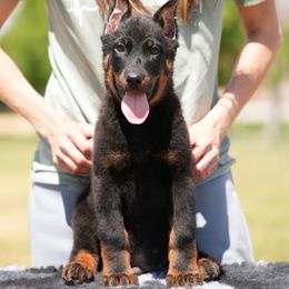 Orange Boy - Black and rust Beauceron puppy in Henderson, Nevada from Joie de Vie Beaucerons