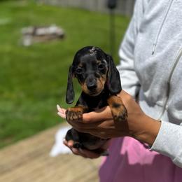 Bubbles Pick Me - Black and tan female Dachshund puppy in Mansfield, Ohio from Ohio House of Frenchies