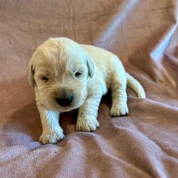Sweetie - Light golden female Golden Retriever puppy in Oregon from Bliss Retrievers
