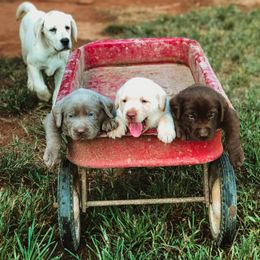 Dilute Retriever Puppies from Roaming Lab Farms