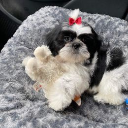 Shih Tzu Puppies from Tammy's Shihtzu Shack