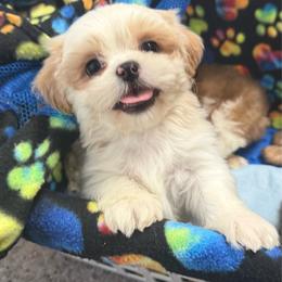 DANDY - White male Shih Tzu puppy in Kamilche, Washington from Serendipity Shih tzu