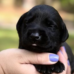 Light Blue Male - Black Labrador Retriever puppy in St Matthews, South Carolina from Beaver Creek Kennels