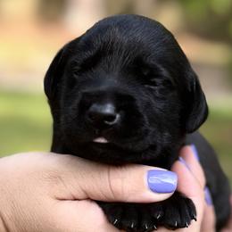 Light Blue Male - Black Labrador Retriever puppy in St Matthews, South Carolina from Beaver Creek Kennels