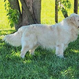 Chief - Golden Retriever