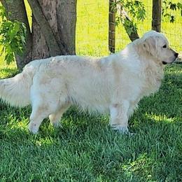 Chief - Golden Retriever
