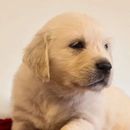 Golden Retriever Puppies from Spun Gold Golden Retrievers