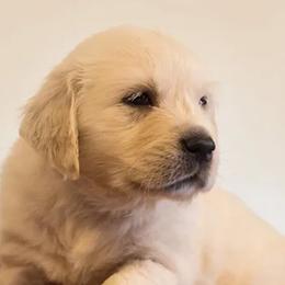 Golden Retriever Puppies from Spun Gold Golden Retrievers