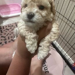 Poppy - Cream Maltipoo puppy in Apple Valley, California from Boujeepups