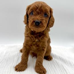 Chip - Red male Cavapoo puppy in La Vernia, Texas from Texas Teddy Bears