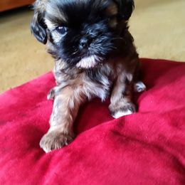 Shih Tzu Puppies from Shaggy Shih Tzu