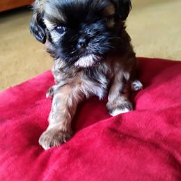 Shih Tzu Puppies from Shaggy Shih Tzu