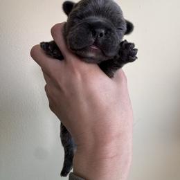 Daisy - Blue female French Bulldog puppy in Cecil County, Maryland from Nitro’s Bullies