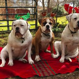American Bulldog All Grown Up from Beth’s Bullys