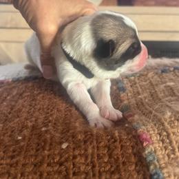 Boy 1 - White male Anatolian Pyrenees puppy in Clifton, Illinois from Mcginnis Guardian Dogs