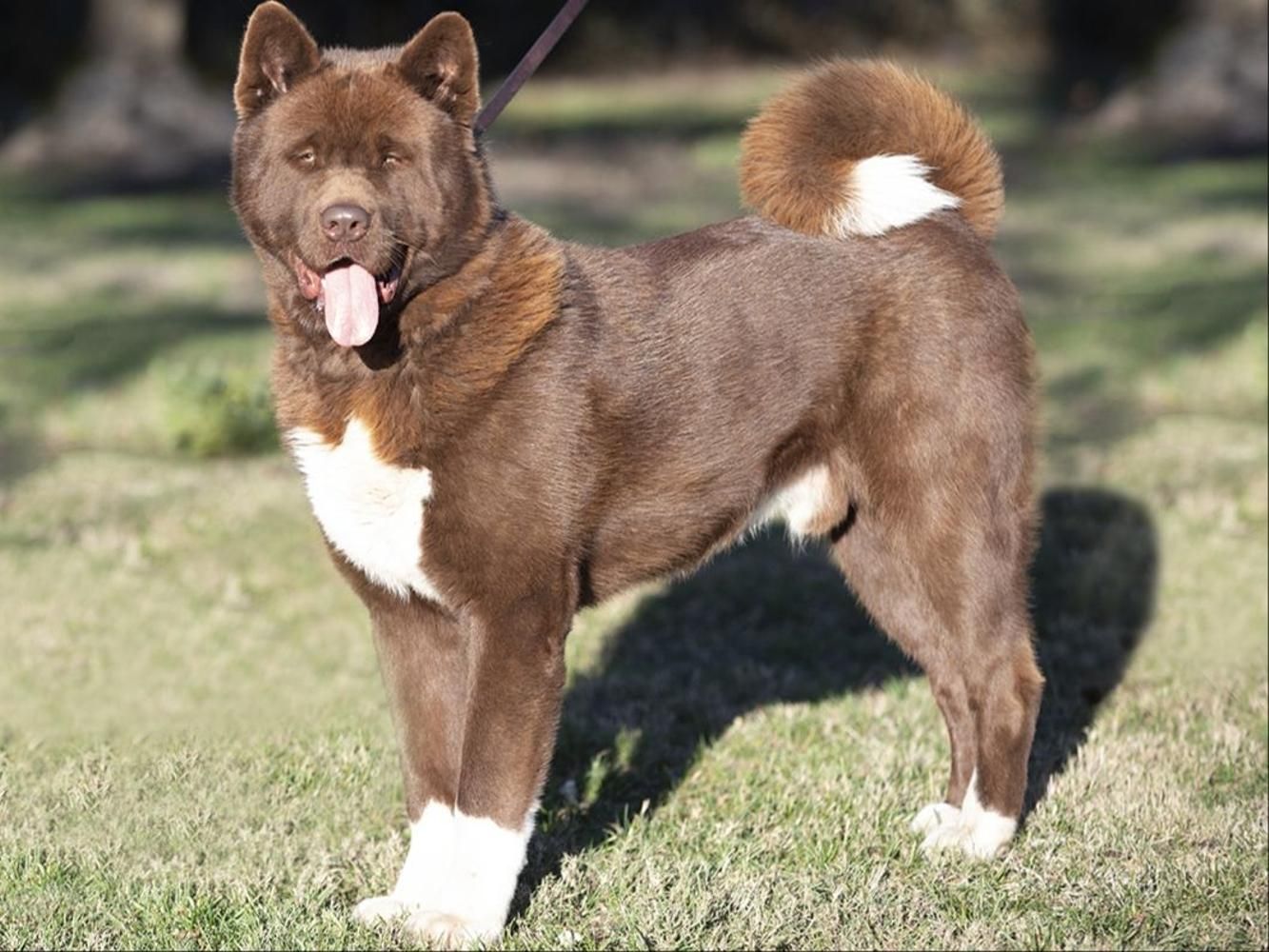 A brown Akita stands in the sun