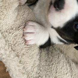 Girl 1 - Cardigan Welsh Corgi puppy in Temecula, California from Kirstin Booth