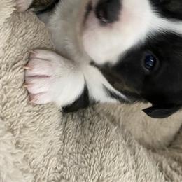 Girl 1 - Cardigan Welsh Corgi puppy in Temecula, California from Kirstin Booth