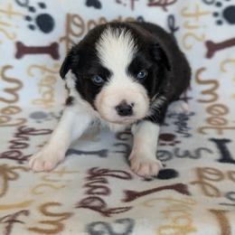 Brave - Black & white female Australian Shepherd puppy in Squaw Valley, California from A&M Australian Shepherds