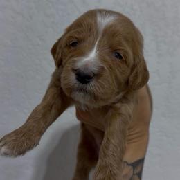 Ember Possible Blue Eyes - Red female Bernedoodle puppy in Horseshoe Bend, Idaho from Over the Moon Poodles and Doodles