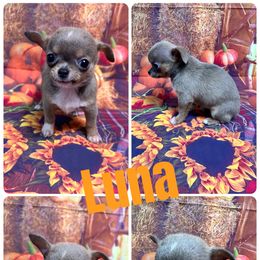 Luna - Blue fawn female Chihuahua puppy in Palmyra, Indiana from Country Star Chihuahuas