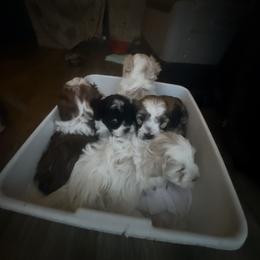 Cavalier King Charles Spaniel, Cavapoo, Maltipoo, and Poodle Puppies from Willow & Wag Farm