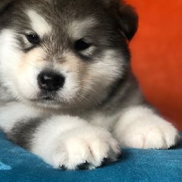 Alaskan Malamute All Grown Up from WhiteHawk Alaskan Malamutes