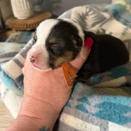 Rico - Black and tan male American Corgi puppy in Post Falls, Idaho from Splootin’ around Corgi’s