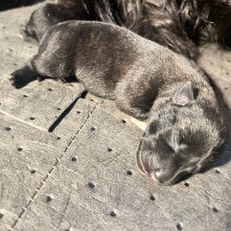 Bryson - Brindle male Scottish Terrier puppy in Chattanooga, Tennessee from Oodles of Cuties!