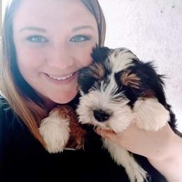 Tibetan Terrier Puppies from Zara Tibetan Terriers