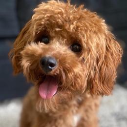 Bentley - Goldendoodle
