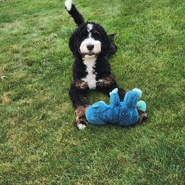 Bernedoodle and Goldendoodle All Grown Up from Colorado Springs Doodles