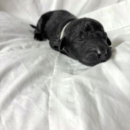 Darcy - Black male Labradoodle puppy in Watertown, Tennessee from PawfectBud
