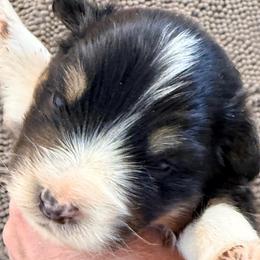 Clem - Black tri-color male Australian Shepherd puppy in Grove, Oklahoma from Dollface Aussies