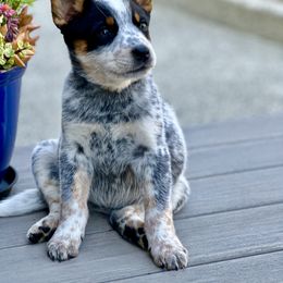 Tequila - Blue speckled Australian Cattle Dog puppy in Ellensburg, Washington from Boondock Bandits