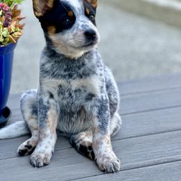 Tequila - Blue speckled Australian Cattle Dog puppy in Ellensburg, Washington from Boondock Bandits