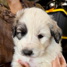 Valentino- blue - Badger male Colorado Mountain Dog puppy in Cotopaxi, Colorado from Once Upon A Moose (OUM)