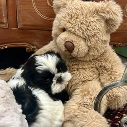 Shih Tzu Puppies from Seaside Shih Tzu