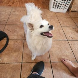 Athena - American Eskimo Dog