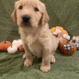 Golden Retriever Puppies from 3 Gun Retrievers