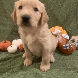 Golden Retriever Puppies from 3 Gun Retrievers
