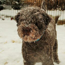 Lagotto Romagnolo All Grown Up from Yellow Brick Road Lagotto Romagnolo