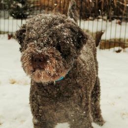 Lagotto Romagnolo All Grown Up from Yellow Brick Road Lagotto Romagnolo