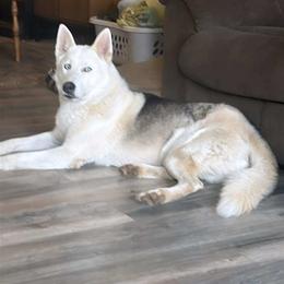 Amek - Siberian Husky