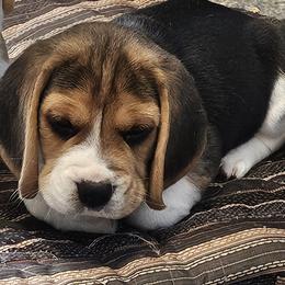Beagle Puppies from Fairmont Beagles