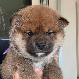 Suisen - Sesame female Shiba Inu puppy in Roseville, California from Tokubetsuna Shibas