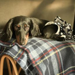Bailey - Dachshund